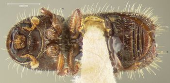 Media type: image;   Entomology 1296 Aspect: habitus ventral view